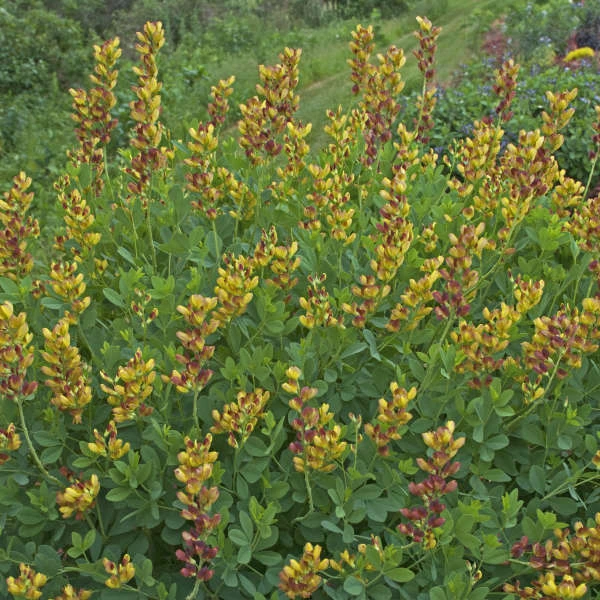 Decadence® 'Cherries Jubilee' False Indigo 5 Decadence® 'Cherries Jubilee' False Indigo - Image 3