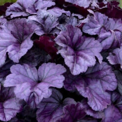 Dolce® 'Wildberry' Coral Bells -Flowers Sales Store 6ba28e8aa1412fb50d7cd302fba8207e