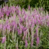 Magic Show® 'Pink Potion' Spike Speedwell -Flowers Sales Store 6c40c065fe50d4c015ab7cae01aa3527