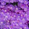 Kaleidoscope™ 'Orchid Flash' Ice Plant -Flowers Sales Store 6ec9b48bf40be620ab6317efccc6c99c