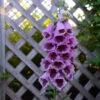 'Sugar Plum' Foxglove -Flowers Sales Store 705 Sugar Plum Foxglove