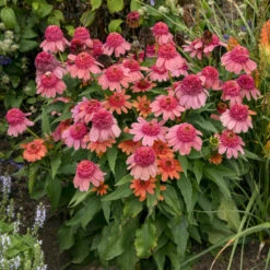 Double Dippedâ„¢ 'Rainbow Sherbet' Coneflower