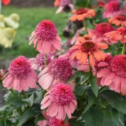 Double Dipped™ 'Rainbow Sherbet' Coneflower -Flowers Sales Store 706 Double Dipped Rainbow Sherbet Coneflower 3