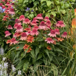 Double Dipped™ 'Rainbow Sherbet' Coneflower -Flowers Sales Store 706 Double Dipped Rainbow Sherbet Coneflower 4