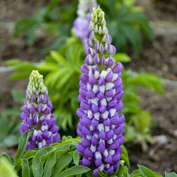 Mini Gallery™ Blue Bicolor Lupine 3 Mini Gallery™ Blue Bicolor Lupine