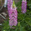Mini Gallery™ Pink Bicolor Lupine