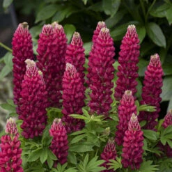 Mini Gallery™ Red Lupine -Flowers Sales Store 716 Mini Gallery Red Lupine 3