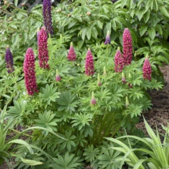 Mini Gallery™ Red Lupine -Flowers Sales Store 716 Mini Gallery Red Lupine 4