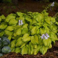'Stained Glass' Hosta -Flowers Sales Store 71f8e0c47b589601f288c52da29f39e7