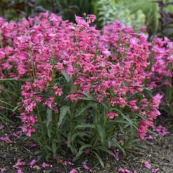 Bejeweled™ 'Pink Pearls' Beardtongue -Flowers Sales Store 7206b84fdb86834eddf508c792f96850