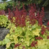 Dolce® 'Appletini' Coral Bells 2 Dolce® 'Appletini' Coral Bells -Flowers Sales Store 7277446bce30506e67793ed09bc231ff