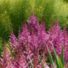 'Maggie Daley' Astilbe 2 'Maggie Daley' Astilbe -Flowers Sales Store 731 Maggie Daley Astilbe