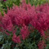 'Montgomery' Astilbe -Flowers Sales Store 732 Montegomery Astilbe 1