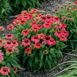 Summersong™ Firefinch™ Coneflower -Flowers Sales Store 733 Summersong Firefinch Coneflower 1