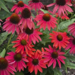 Summersong™ Firefinch™ Coneflower -Flowers Sales Store 733 Summersong Firefinch Coneflower 2