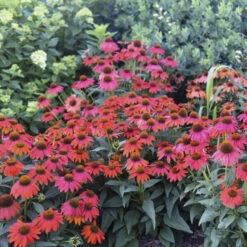 Summersong™ Firefinch™ Coneflower -Flowers Sales Store 733 Summersong Firefinch Coneflower 3