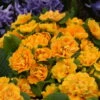 Bouquet Perfect™ 'Mandarin' Primrose -Flowers Sales Store 740a032cff6168d523c35c6de0b3b34b