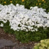 'Opening Act White' Hybrid Phlox -Flowers Sales Store 76de58cb5738dc4ca8dc186f707af0f4