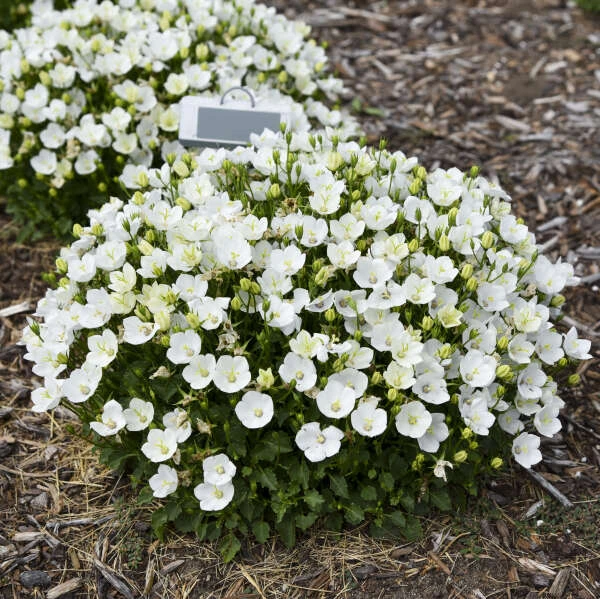 Mini Marvels™ Starbright Bellflower 4 Mini Marvels™ Starbright Bellflower - Image 2