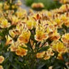 'Summer Breeze' Peruvian Lily 1 'Summer Breeze' Peruvian Lily -Flowers Sales Store 7a7969d52cd4690638bd54c4b2452df1