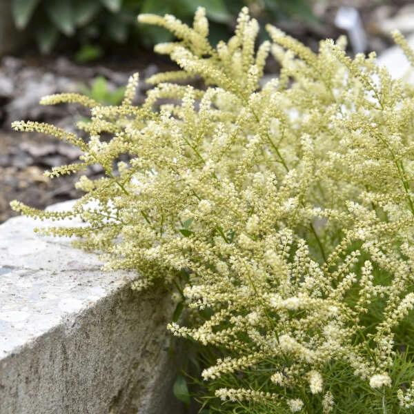 'Fairy Hair' Goatsbeard 4 'Fairy Hair' Goatsbeard - Image 2