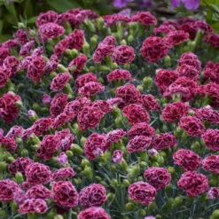 Fruit Punch® 'Cherry Vanilla' Dianthus -Flowers Sales Store 81d7159126c580268486974f54a7b312