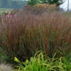 Prairie Winds® 'Cheyenne Sky' Switchgrass 1 Prairie Winds® 'Cheyenne Sky' Switchgrass -Flowers Sales Store 837 4485 popup