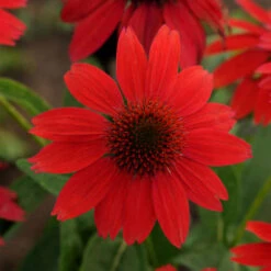 Sombrero® Salsa Red Coneflower 7 Sombrero® Salsa Red Coneflower -Flowers Sales Store 83f01a0420fa49b16e7eacffe9a67ecb