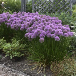 'Millenium' Allium -Flowers Sales Store 84c55f6ee83f67044b932c16a12b7178