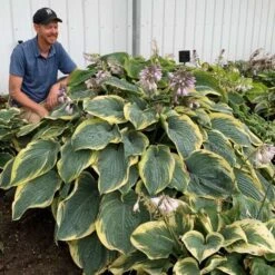 Shadowland® 'Gigantosaurus' Hosta -Flowers Sales Store 858e931dfdac627605d9c3b55b7fd599