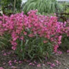 Bejeweled™ 'Pink Pearls' Beardtongue -Flowers Sales Store 86ab5b04e30cfb7a5eb41a18dff679f4