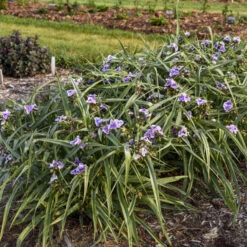 'Webmaster' Spiderwort -Flowers Sales Store 88705ec5361d203d455270bdb04ad016