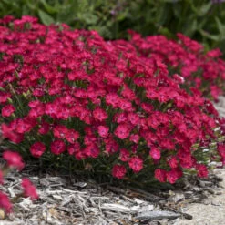 'Paint The Town Red' Dianthus -Flowers Sales Store 8d9e493de68a8bec5e3463796fee61b9