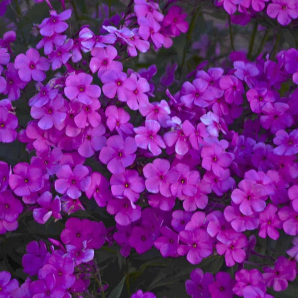 'Cloudburst' Tall Cushion Phlox 4 'Cloudburst' Tall Cushion Phlox - Image 2