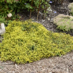 Rock 'N Low 'Yellow Brick Road' Stonecrop -Flowers Sales Store 91ad3c349312dda074e46c9815a886e3