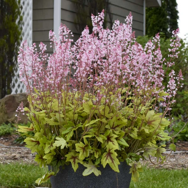 Fun And Games® 'Eye Spy' Foamy Bells 5 Fun And Games® 'Eye Spy' Foamy Bells - Image 3