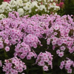 Luminary™ 'Opalescence' Phlox 10 Luminary™ 'Opalescence' Phlox -Flowers Sales Store 97eb822f201cd96f5088c7eb4d264472