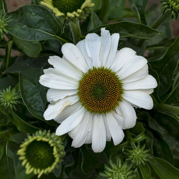 Color Coded™ 'The Price Is White' Coneflower 4 Color Coded™ 'The Price Is White' Coneflower - Image 2