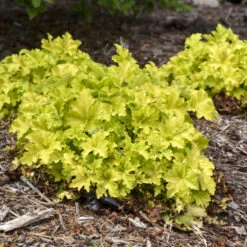 Dolce® 'Apple Twist' Coral Bells -Flowers Sales Store 9b3129449c965b7e4b021bf08ed854ab