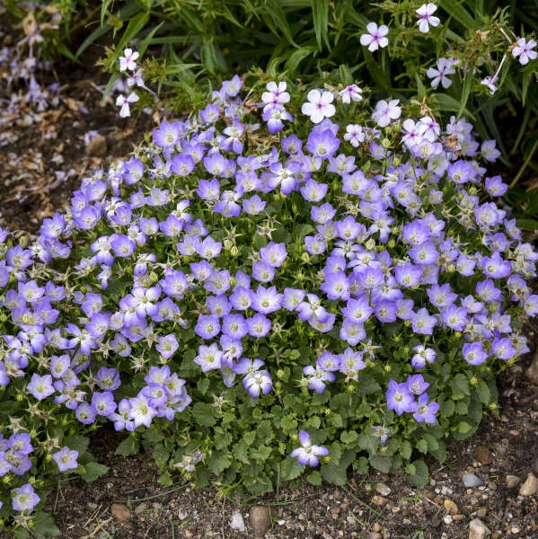 Mini Marvels™ Twilight Bellflower 4 Mini Marvels™ Twilight Bellflower - Image 2