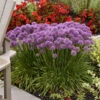 'Serendipity' Allium -Flowers Sales Store 9f6a41d0a91bd8b9014c92ead89781ca