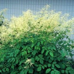 Goatsbeard -Flowers Sales Store ARUDI1Q 1 sw