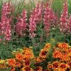 Kudos™ Ambrosia Hummingbird Mint -Flowers Sales Store Agastache Kudos Ambrosia 2