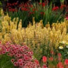 Poquito™ Butter Yellow Hummingbird Mint -Flowers Sales Store Agastache Poquito Butter Yellow 1 P
