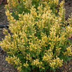 Poquito™ Butter Yellow Hummingbird Mint -Flowers Sales Store Agastache Poquito Butter Yellow 3 P