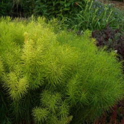 Threadleaf Bluestar -Flowers Sales Store Amsonia hubrichtii foliage june