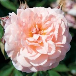 Apricot Drift® Rose -Flowers Sales Store ApricotDrift 3