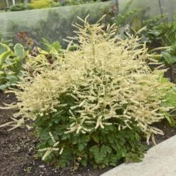 'Chantilly Lace' Goatsbeard -Flowers Sales Store Aruncus Chantilly Lace 1 P sw
