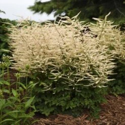 'Chantilly Lace' Goatsbeard -Flowers Sales Store Aruncus Chantilly Lace 2 P sw
