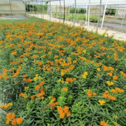 'Gay Butterflies' Milkweed Mix